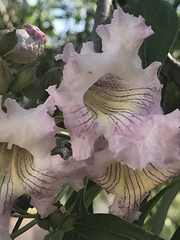 × chitalpa tashkentensis
