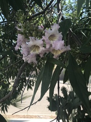 × chitalpa tashkentensis