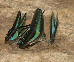 Graphium sarpedon sarpedon