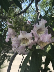 × chitalpa tashkentensis