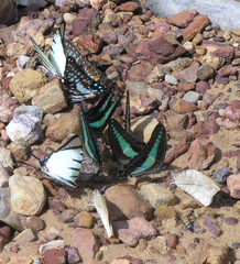 Graphium sarpedon sarpedon