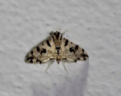 Conchylodes erinalis