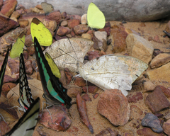 Graphium sarpedon sarpedon