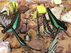 Graphium sarpedon sarpedon