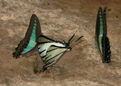 Graphium sarpedon sarpedon