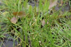 Eleocharis macrostachya