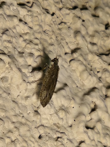 Micromus variolosus