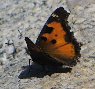 iNaturalist observation photo of California Tortoiseshell
