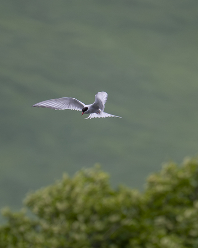 iNaturalist image