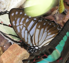 Graphium xenocles