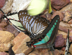 Graphium xenocles