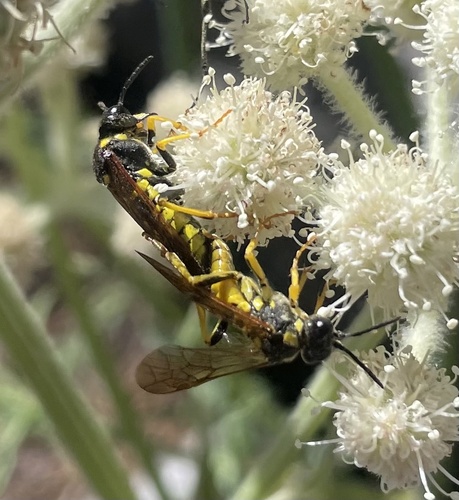 iNaturalist observation photo of Ants, Bees, Wasps, and Sawflies