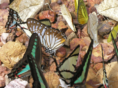Graphium xenocles