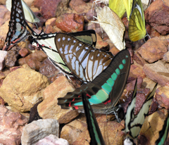 Graphium xenocles
