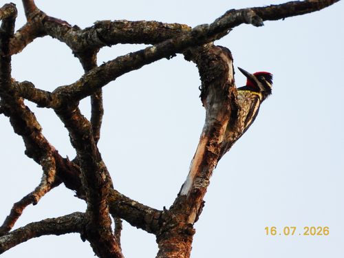 Yellow-bellied Sapsucker