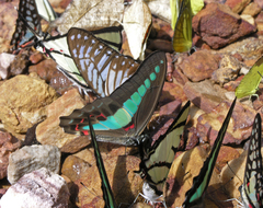 Graphium xenocles