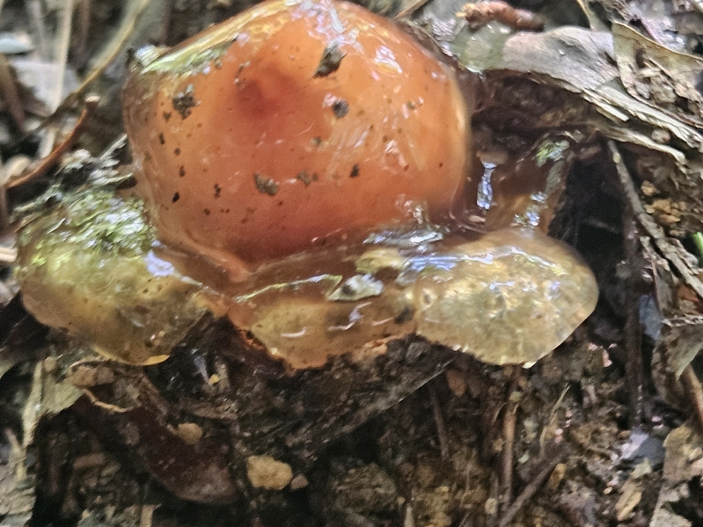stalked puffball-in-aspic · July 2026 · photo: Photo: (c) willingarden, some rights reserved (CC BY) · iNaturalist
