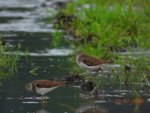 Solitary Sandpiper