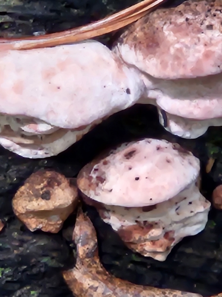 Rosy Conk · July 2026 · photo: Photo: (c) willingarden, some rights reserved (CC BY) · iNaturalist