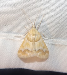 Pseudoschinia elautalis