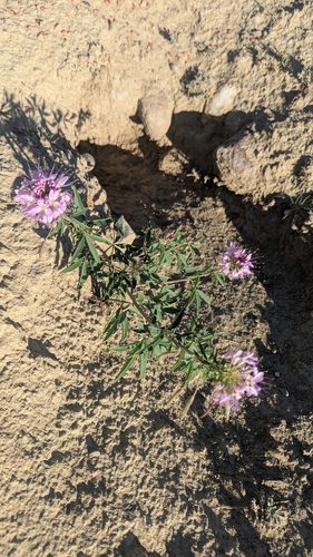 Rocky Mountain Beeplant