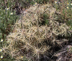 Cylindropuntia davisii
