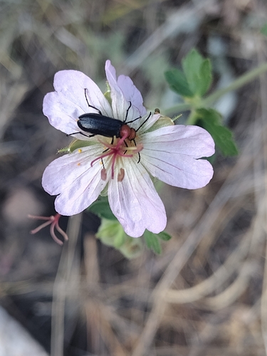 Nemognatha nigripennis