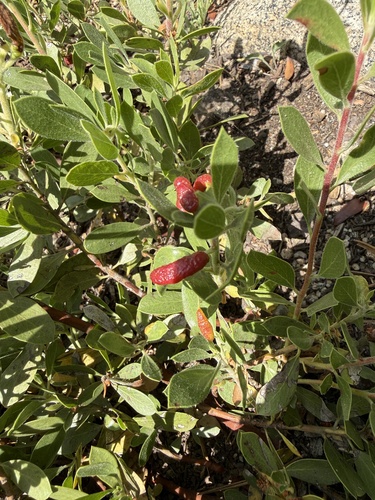 iNaturalist observation photo of Manzanita Leafgall Aphid
