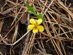 Viola lobata
