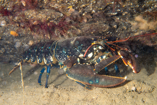 European lobster, photo 5 of 8