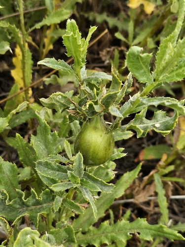 Thistle Stem Gall Fly