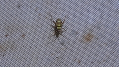 Rhabdomiris striatellus