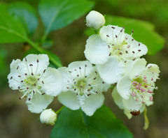 Crataegus macrocarpa
