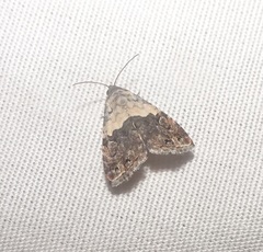 Tripudia dimidata