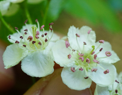Crataegus macrocarpa