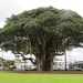 Indian Banyan - Photo (c) kathawk, some rights reserved (CC BY-NC), uploaded by kathawk
