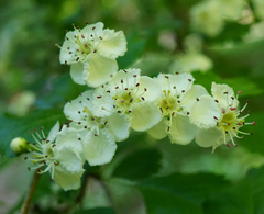 Crataegus macrocarpa