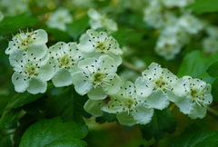 Crataegus macrocarpa