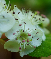 Crataegus macrocarpa