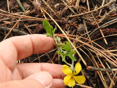 Viola lobata