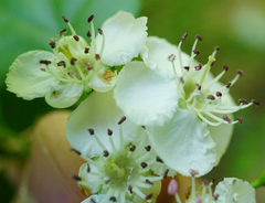 Crataegus macrocarpa