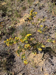 Acmispon dendroideus