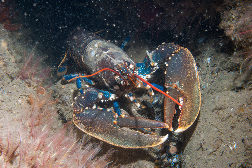 European lobster, photo 4 of 8