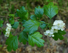 Crataegus macrocarpa