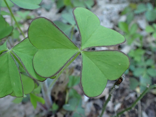 Great yellow woodsorrel (Oxalis grandis)