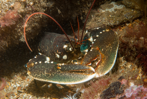 European Lobster