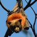 Grey-headed Flying-Fox - Photo (c) Wayne Deeker, some rights reserved (CC BY-NC)