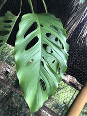 Monstera deliciosa