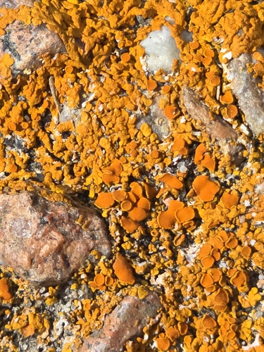 Mexican Yolk Lichen