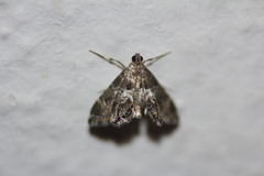 Usingeriessa onyxalis